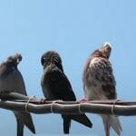 birds in wires