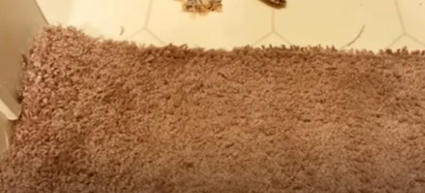 placing the rug over the floor