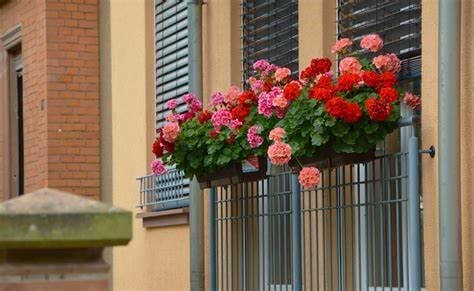 growing flowers on the balcony
