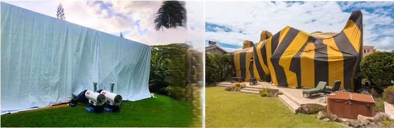 termite fumigation process