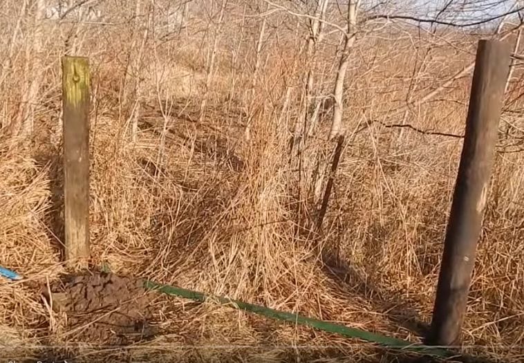A barbed wire fence is build in the middle of a wooded area