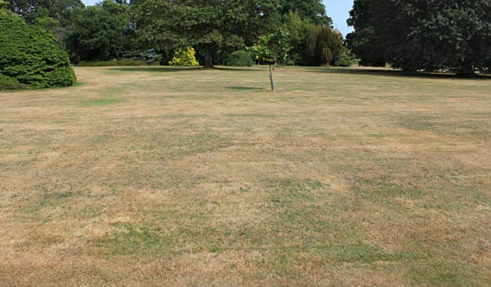 A lawn with a dying grass