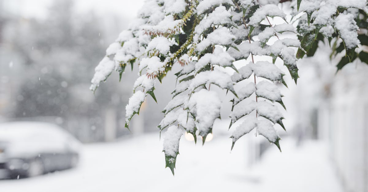 Close-up of snow-covered leaves on a tree branch during a heavy snowfall. A blurry car and street are visible in the background.