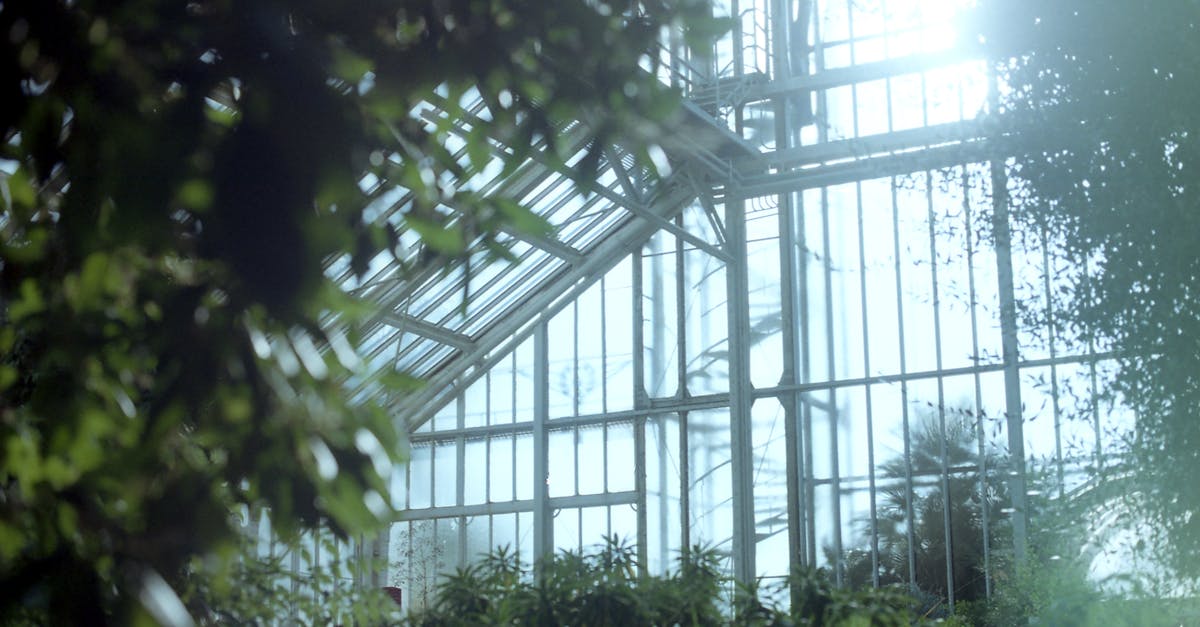 Sunlight streams through the glass windows of a greenhouse, illuminating a variety of plants and their greenery, with the structure's metal framework clearly visible.