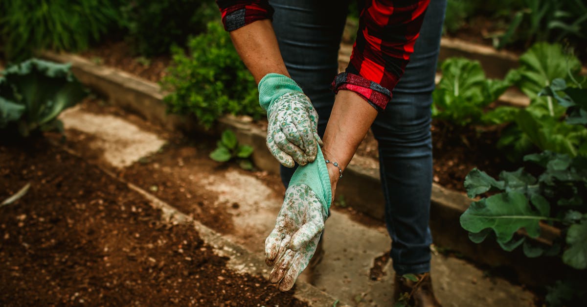 A person wearing a red plaid shirt and jeans puts on green gardening gloves while standing in a vegetable garden.