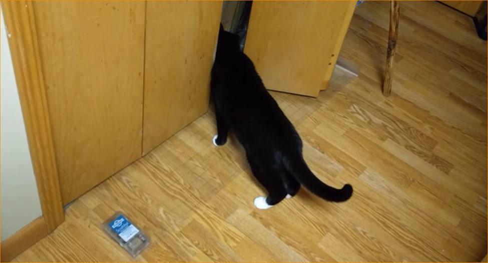 black cat on a pet training mats