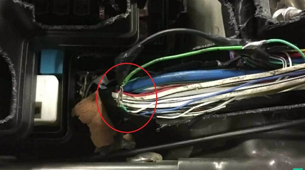 car wire in zoom chewed by mouse