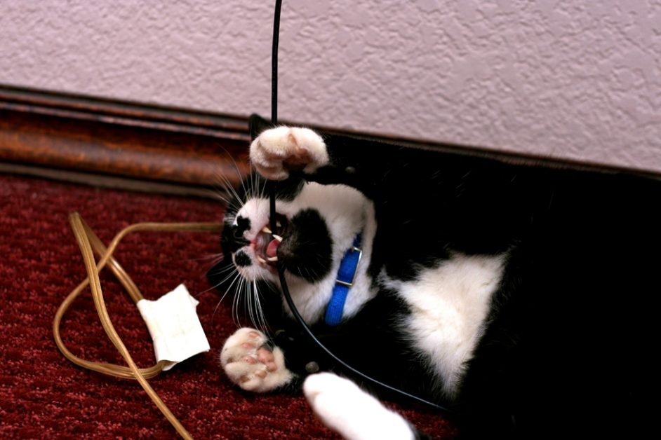 cat biting a wire