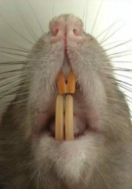 mice upper and lower teeth in zoom