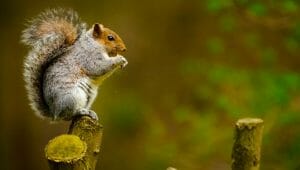 Why do Squirrels Chew Electrical Wires?