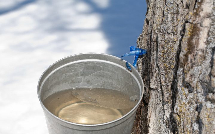 a spile inserted into a maple tree with a bucket underneath