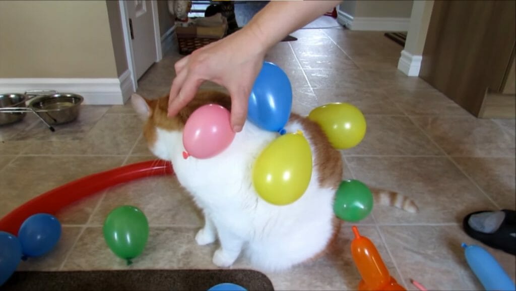 cat surrounded by balloons