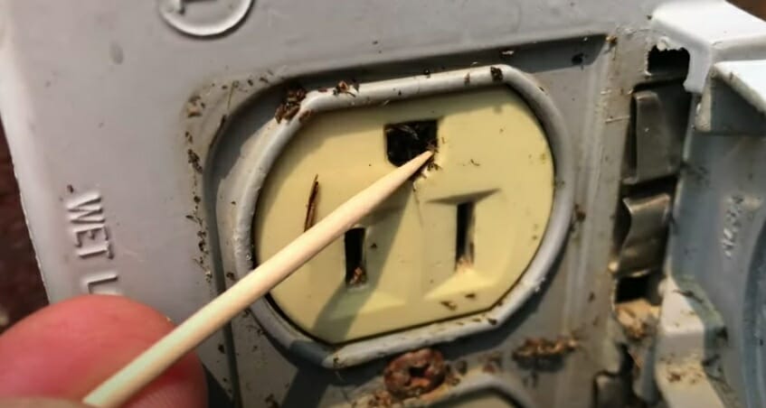 ants and insects on outlet