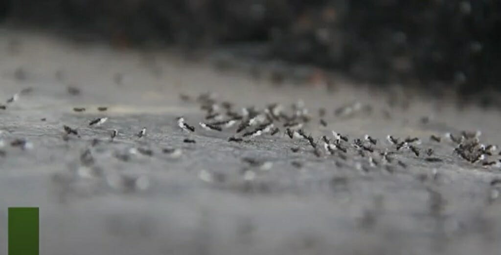 ants in zoom