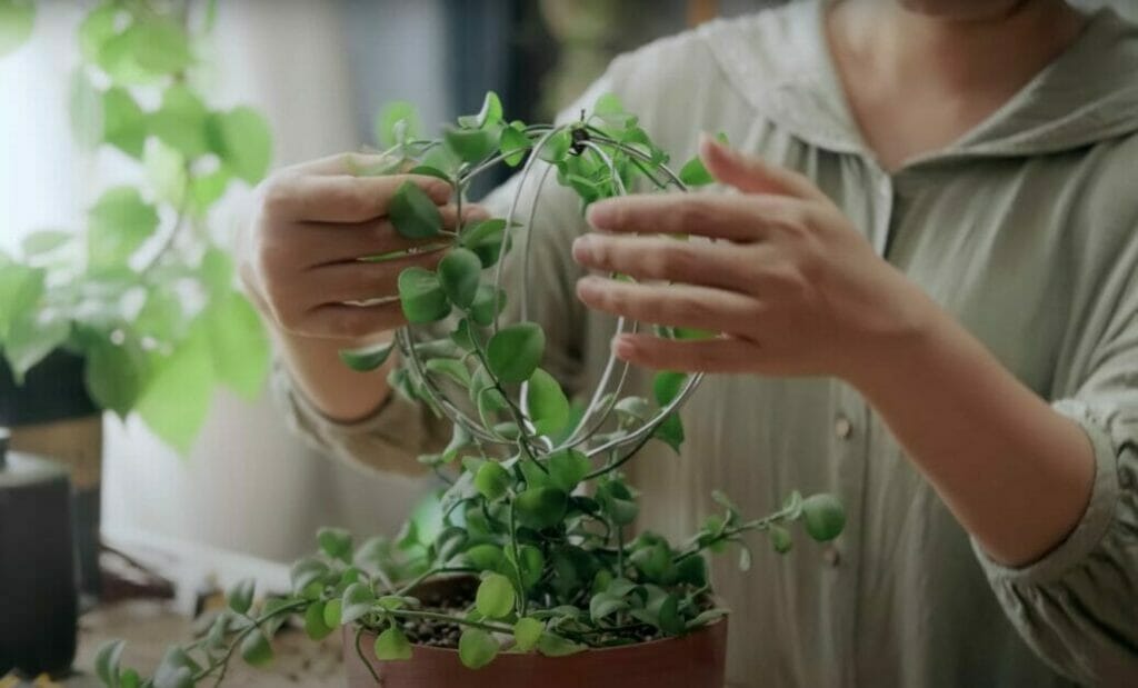 woman working on wire hangers on plants
