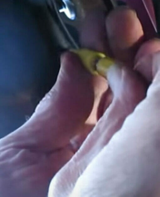 A person's hand is holding a yellow wire in a car while installing backup camera wires on a truck.