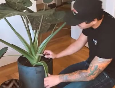 A man cutting a leaf of an indoor plant