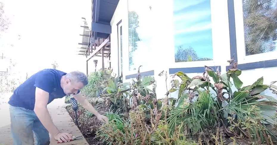 A man cleaning up the outdoor plants