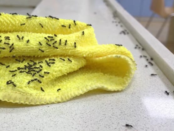 A yellow towel with black ants on it