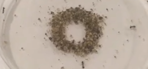 A group of ants forming a circle