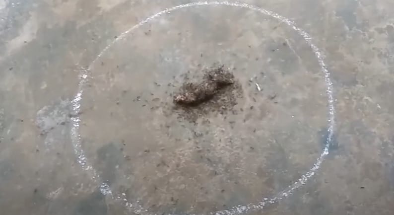 A white circle with ants in it on a concrete floor in the kitchen