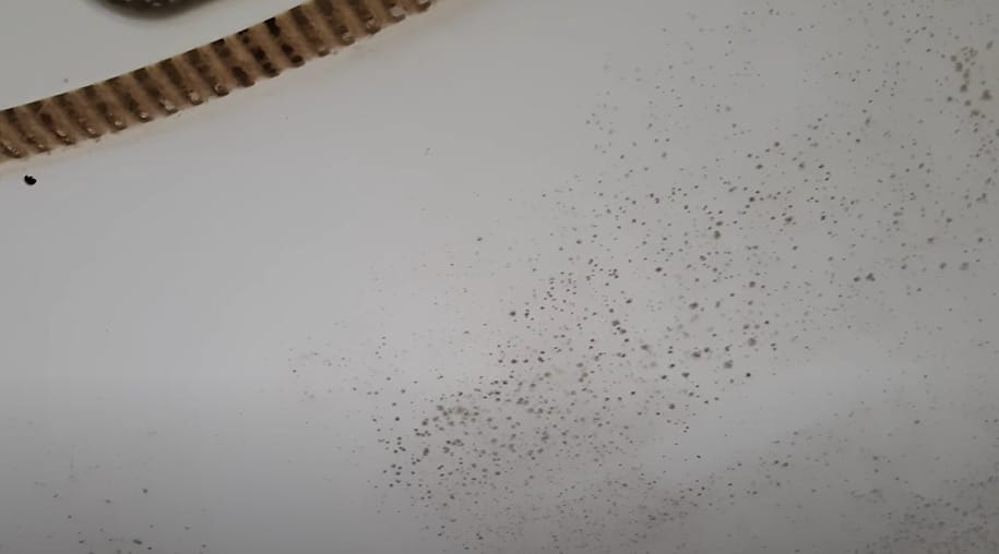 A mold on the ceiling