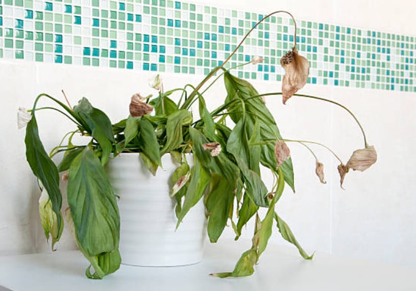 A dying houseplants in a kitchen sink