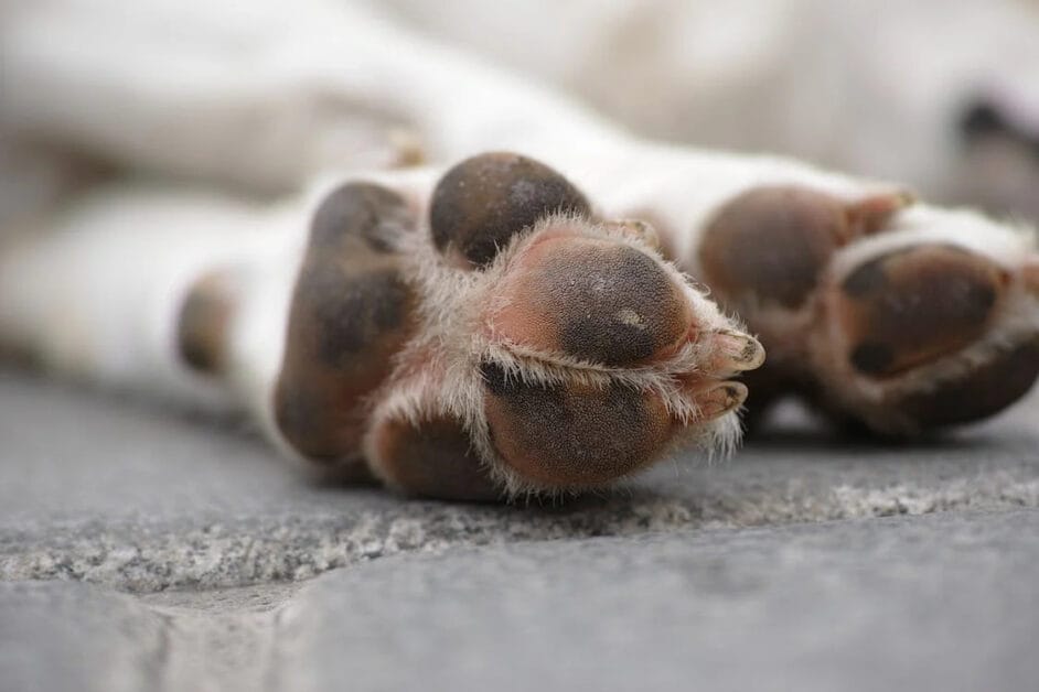 A dirty dog paws