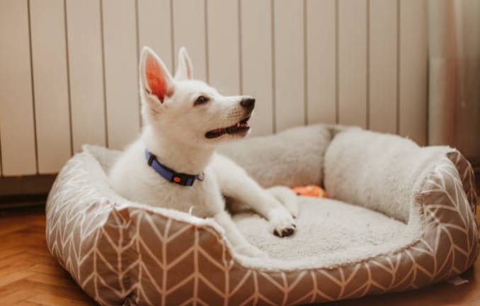 A white dog is peacefully lounging in a dog bed