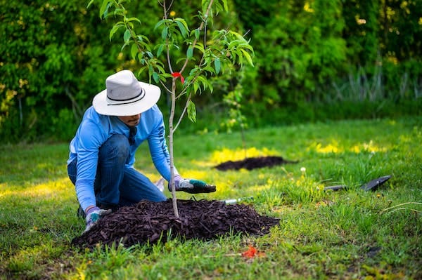 A man in a hat planting a tree