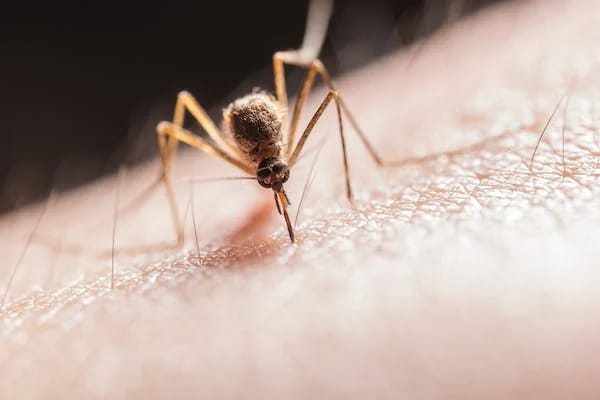 A close up of a mosquito on a person's skin