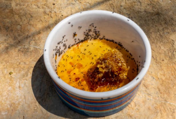 A group of ants on a food bowl