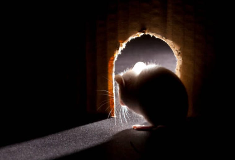 A white mouse is standing in a dark room with hole