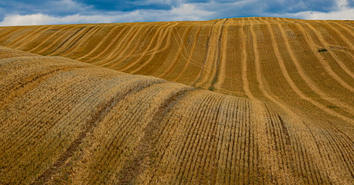 agricultural field after harvest under blue sky