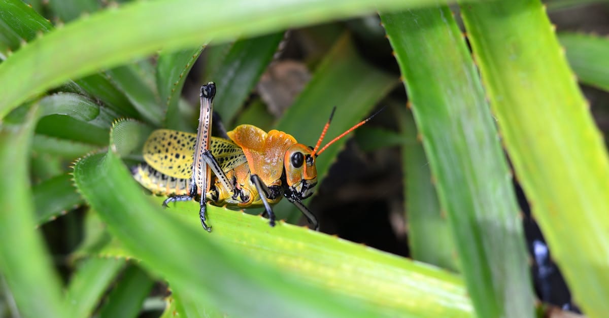 brown and green grasshopper