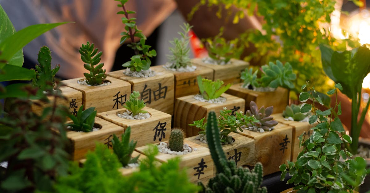 A variety of small potted succulent plants arranged in wooden containers with text written on them.
