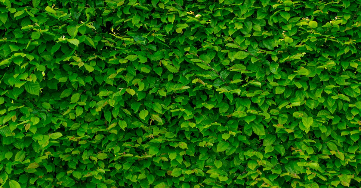 Dense green hedge with numerous tightly packed leaves.