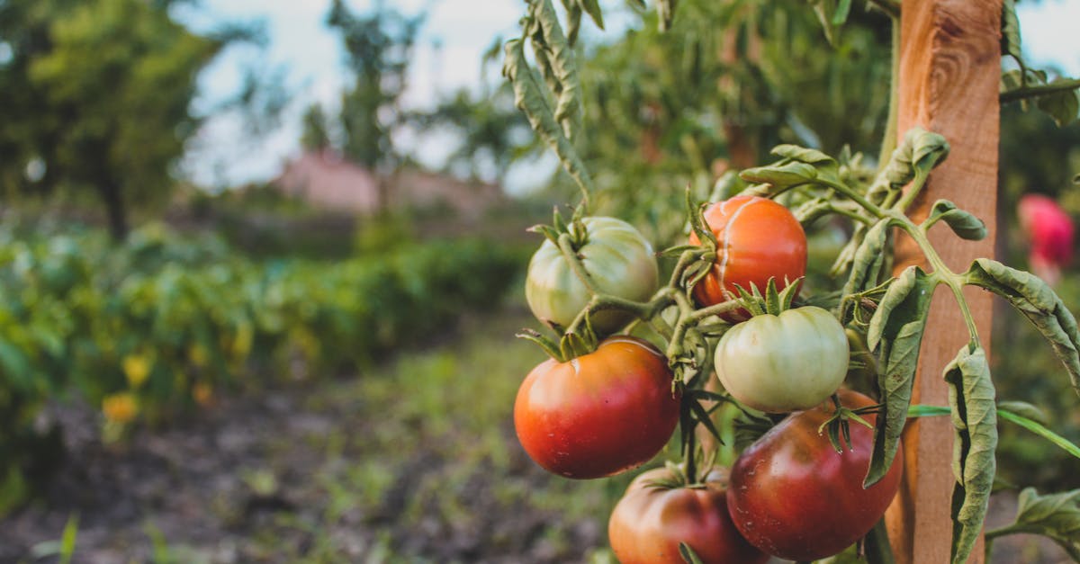 photograph of tomatoes
