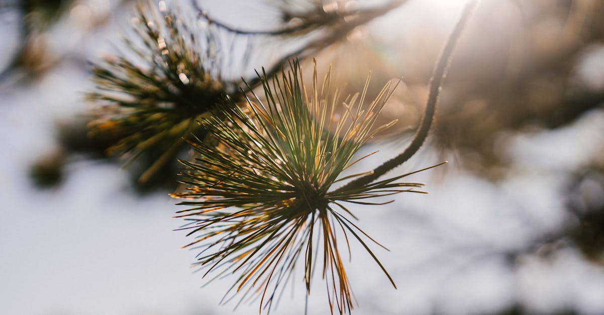scenic view of coniferous tree sprigs with thin pointed needles illuminated by sunlight in autumn pa 1