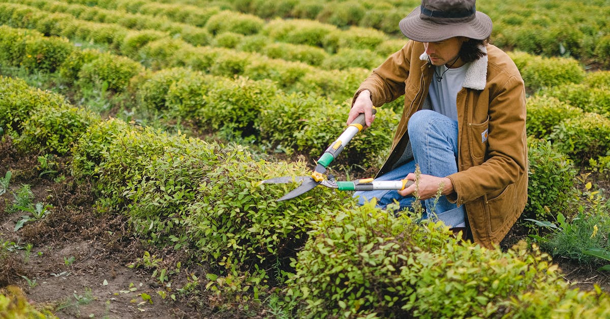 side view of male gardener wearing hat squatting at green plant with pruner shear while cutting leav
