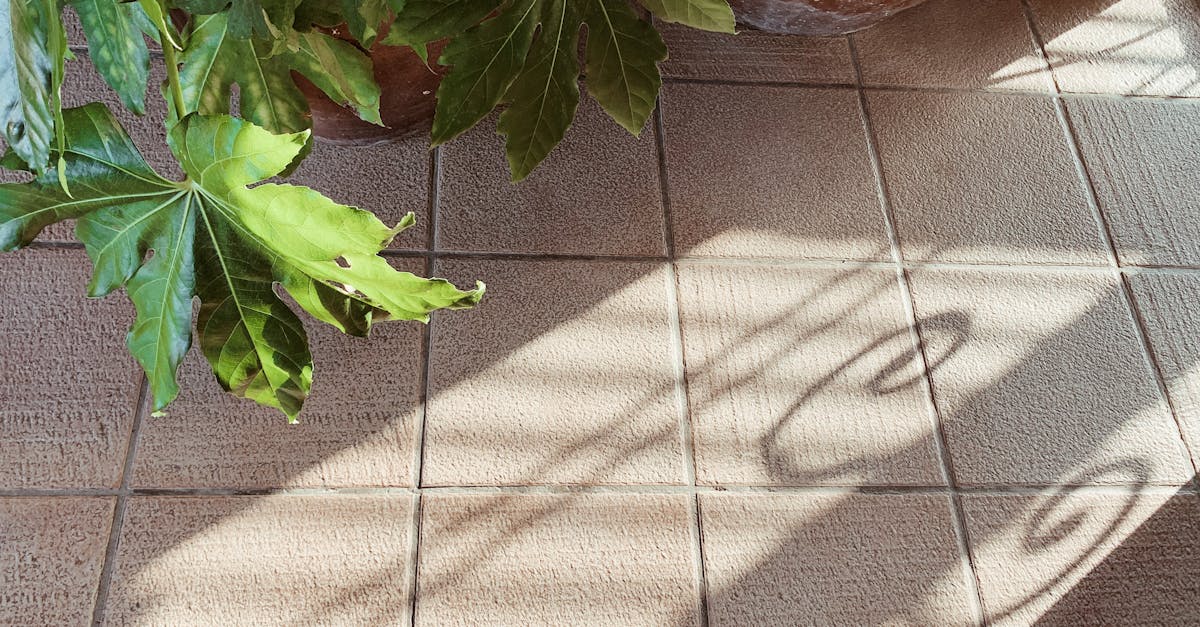 Morning sunlight casts shadows of wrought iron patterns and leaves onto a tiled floor.