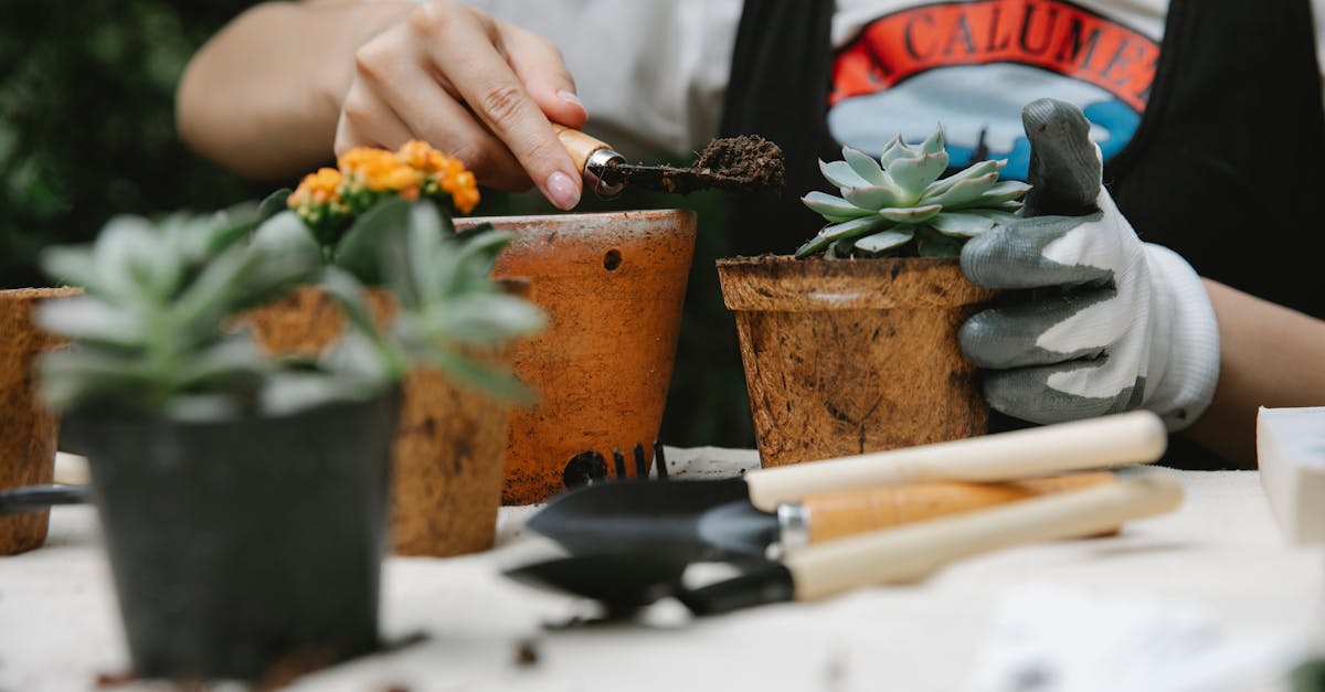 woman adding soil to succulent in pot