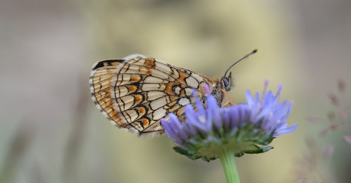 detailed image of a butterfly feeding on nectar from a purple flower in a garden setting